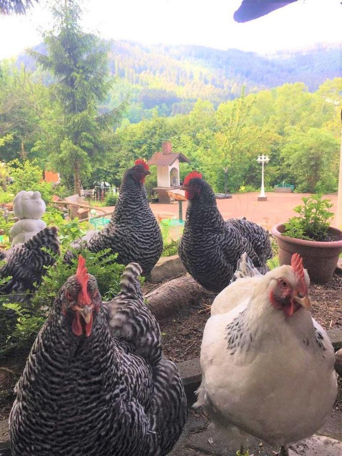 ホテル Waldnest Odenwald エクステリア 写真