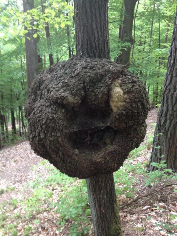 ホテル Waldnest Odenwald エクステリア 写真
