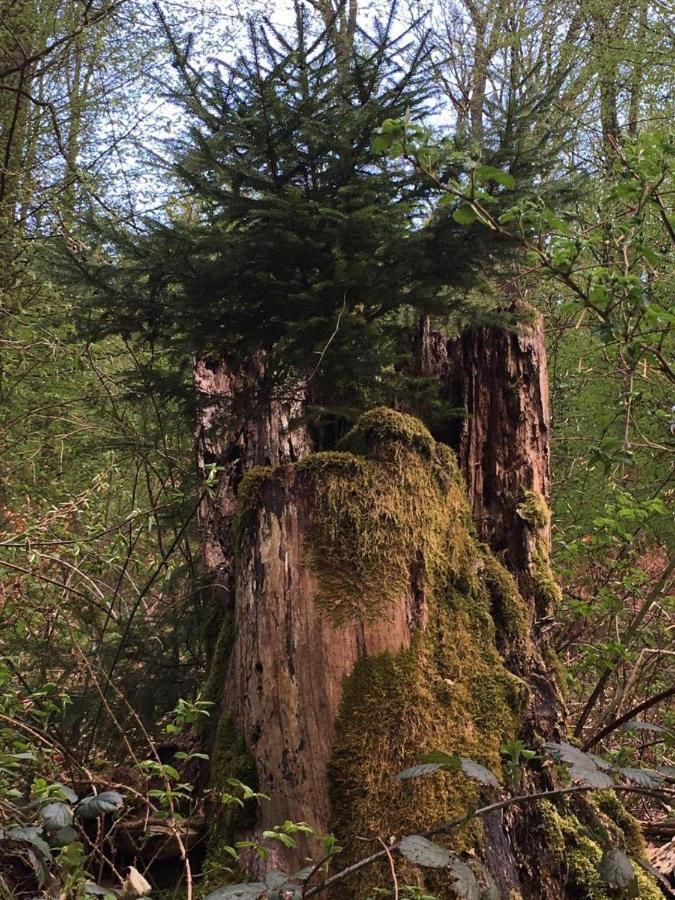 ホテル Waldnest Odenwald エクステリア 写真